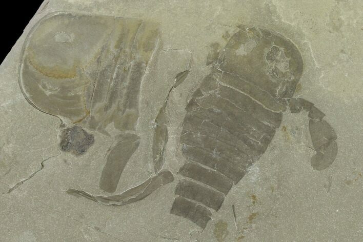 Plate of Eurypterus (Sea Scorpion) Fossils - New York #131491